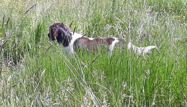 Mafia Vom hundegelaut